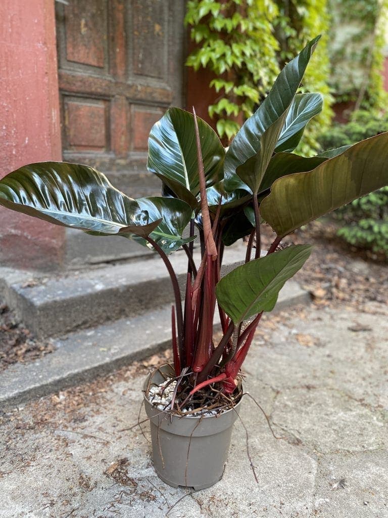 Philodendron Red Beauty Odbiór osobisty Jungle Boogie