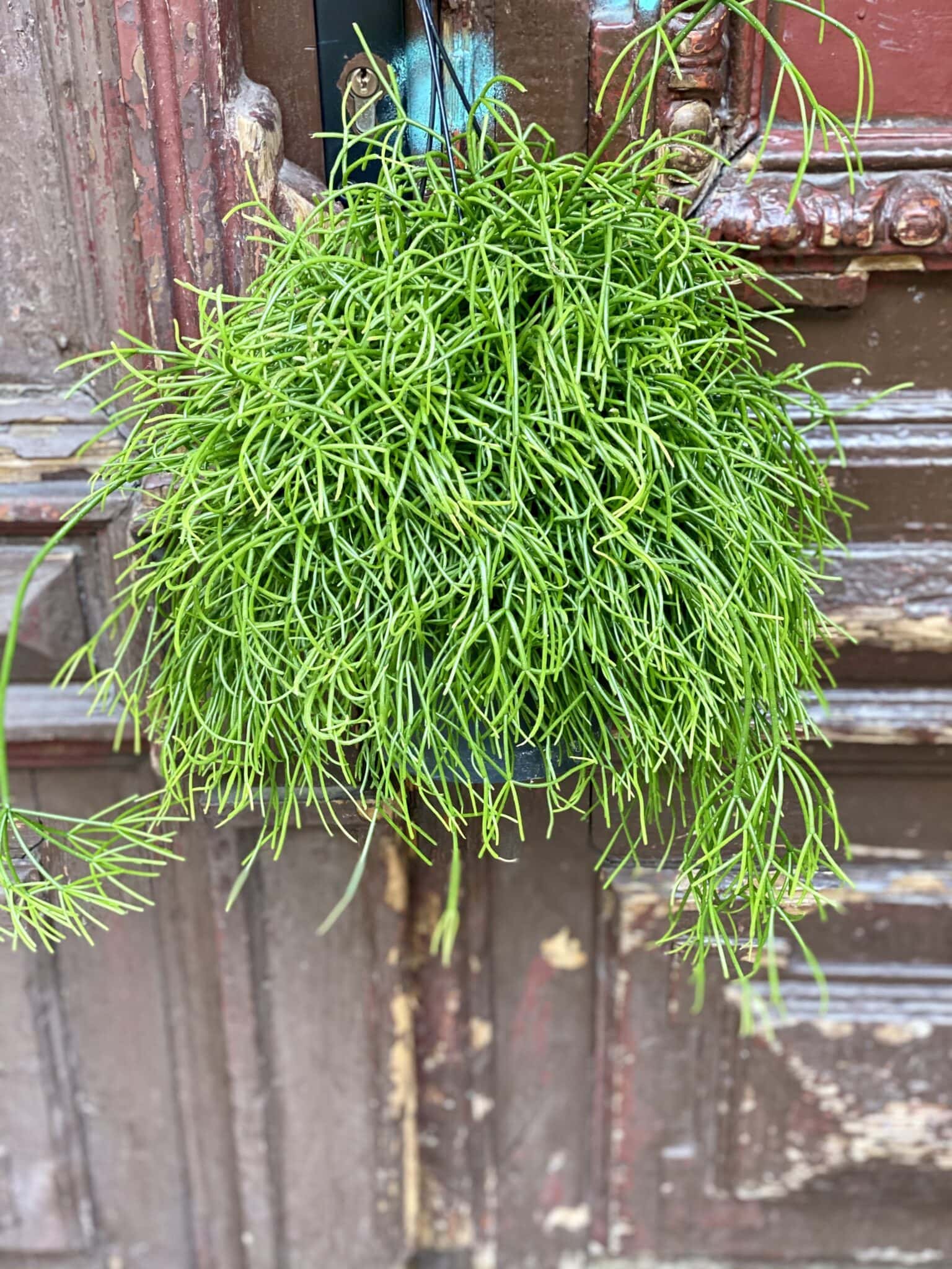 Rhipsalis Cassutha Cassera Patyczak Jungle Boogie