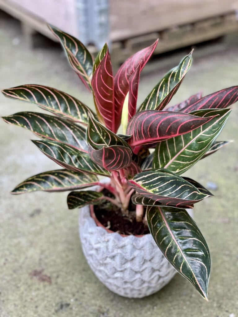 Aglaonema Pride Of Sumatra Jungle Boogie