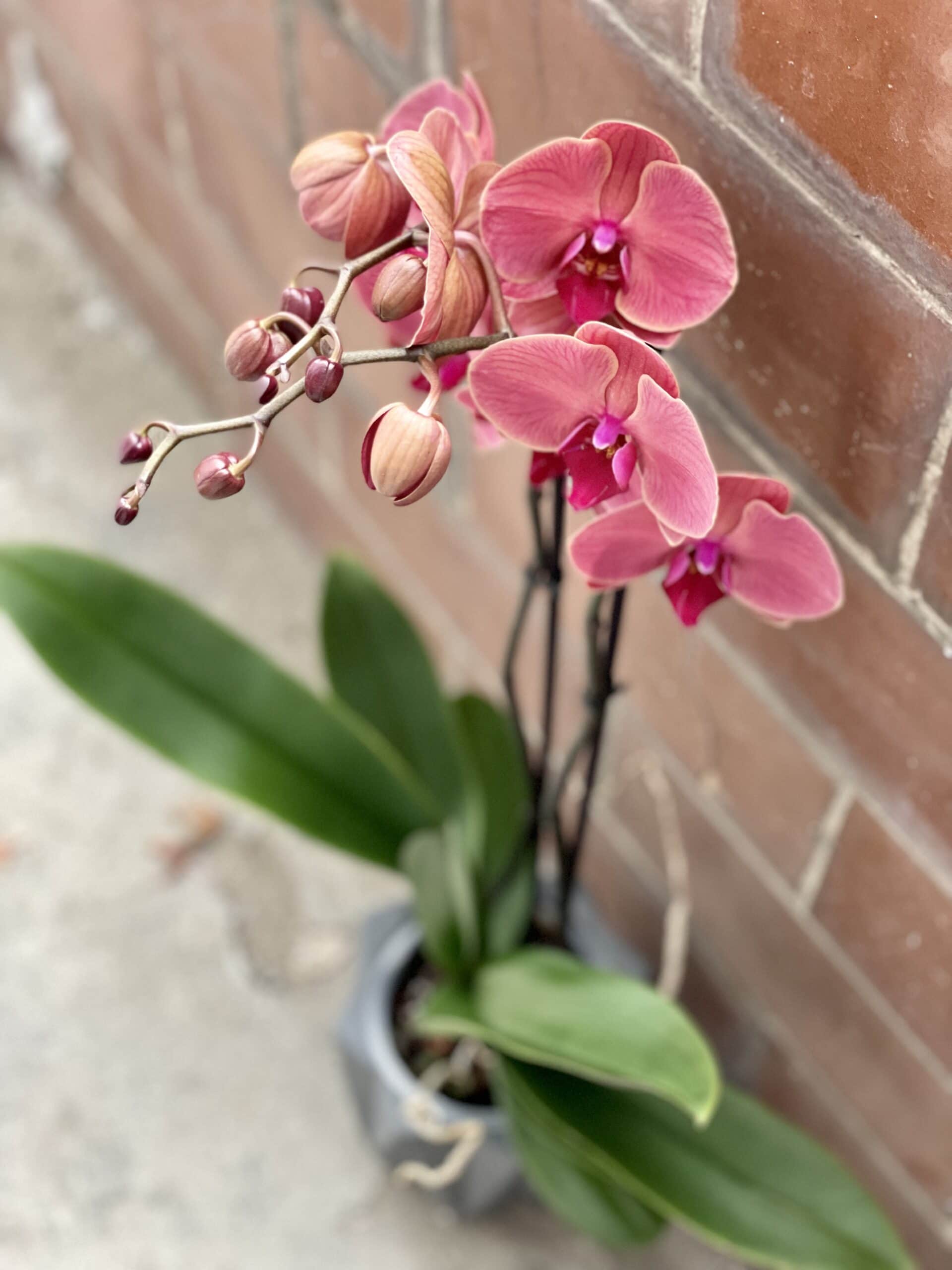 Phalaenopsis Asian Coral Jungle Boogie