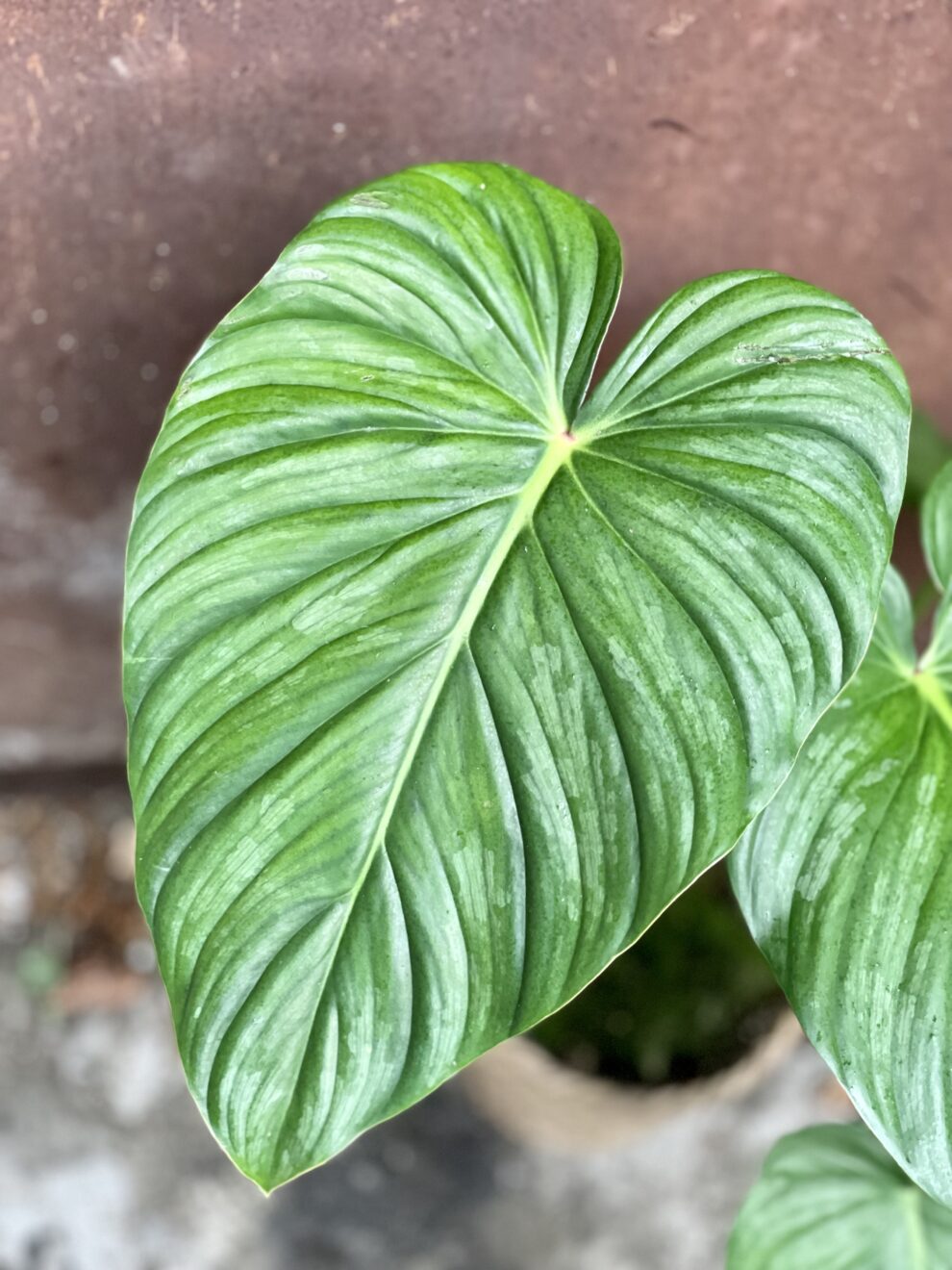 Philodendron Pastazanum Silver Jungle Boogie