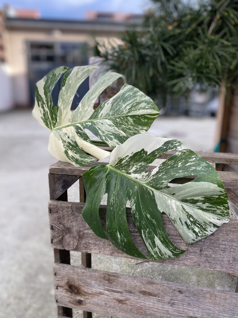 Monstera Variegata Sadzonka Szczytowa Jungle Boogie