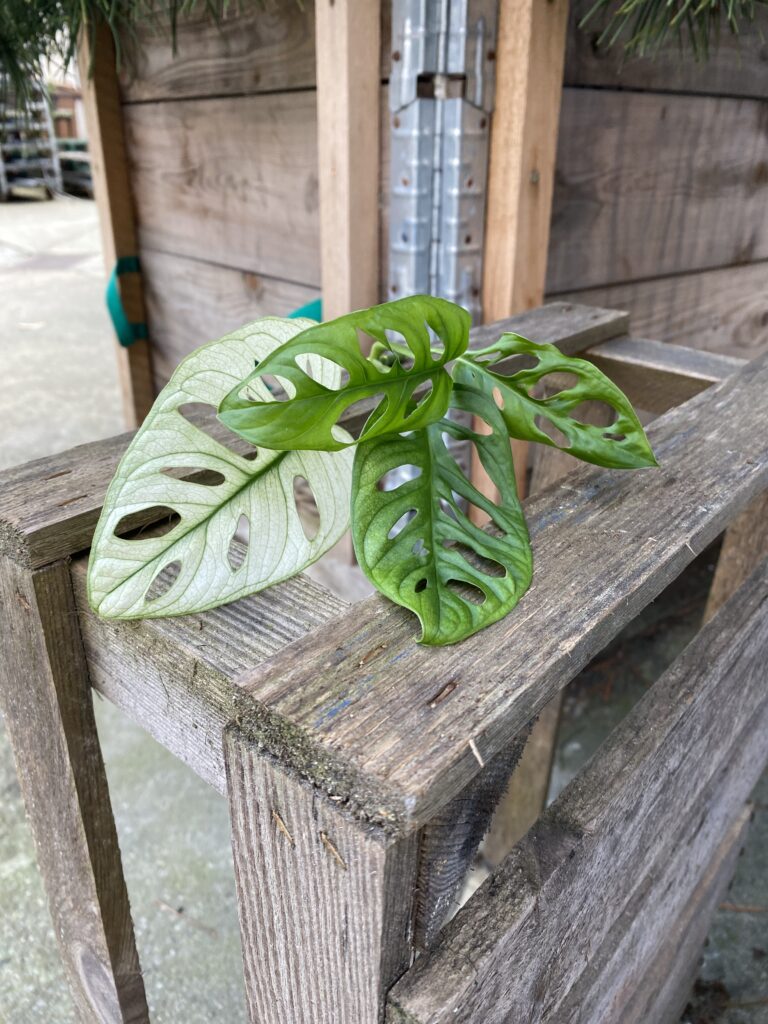 Sadzonka Szczytowa Monstera Monkey Mask Variegata 1x16 Cm Jungle Boogie