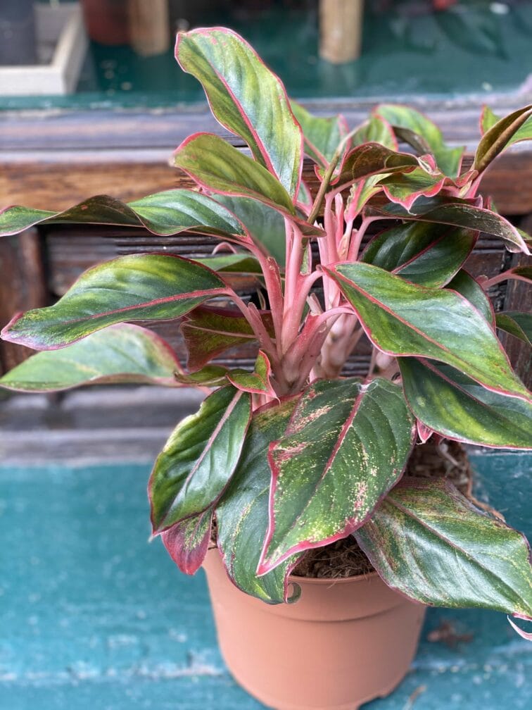 Zdjęcie rośliny Aglaonema King of Siam ujęcie 1