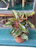 Zdjęcie rośliny Aglaonema King of Siam ujęcie 2