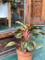 Zdjęcie rośliny Aglaonema King of Siam ujęcie 4