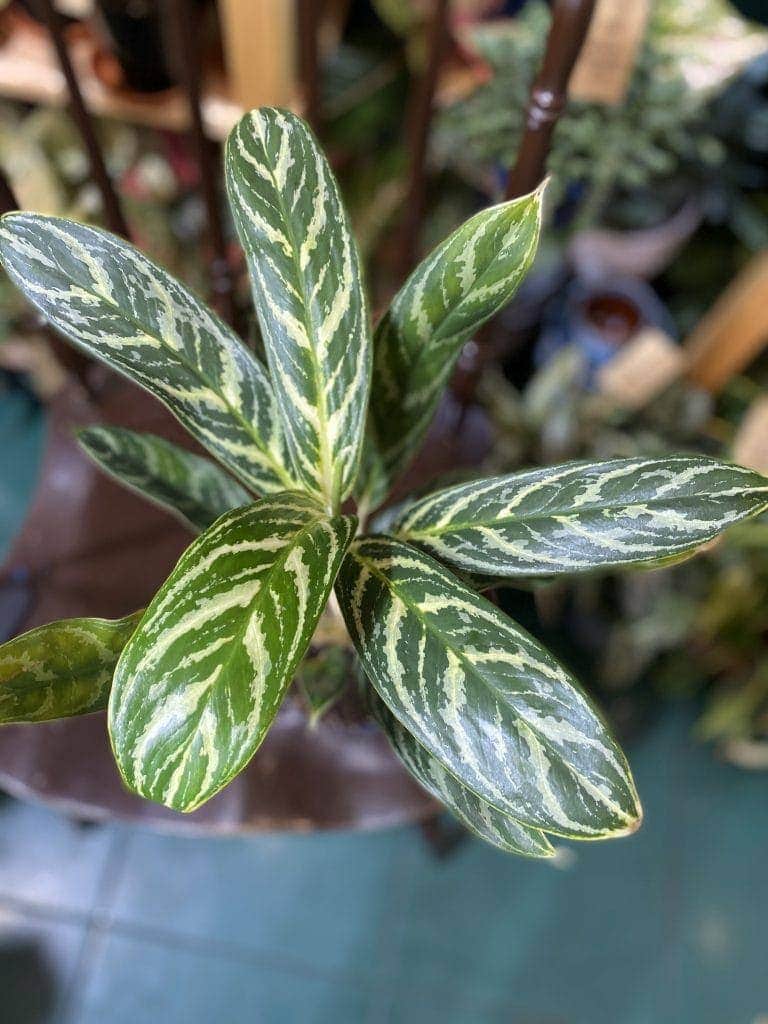  Aglaonema Stripes  Jungle Boogie