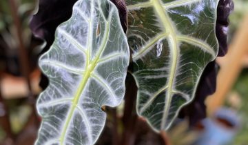 Zdjęcie rośliny Alocasia Polly ujęcie 1