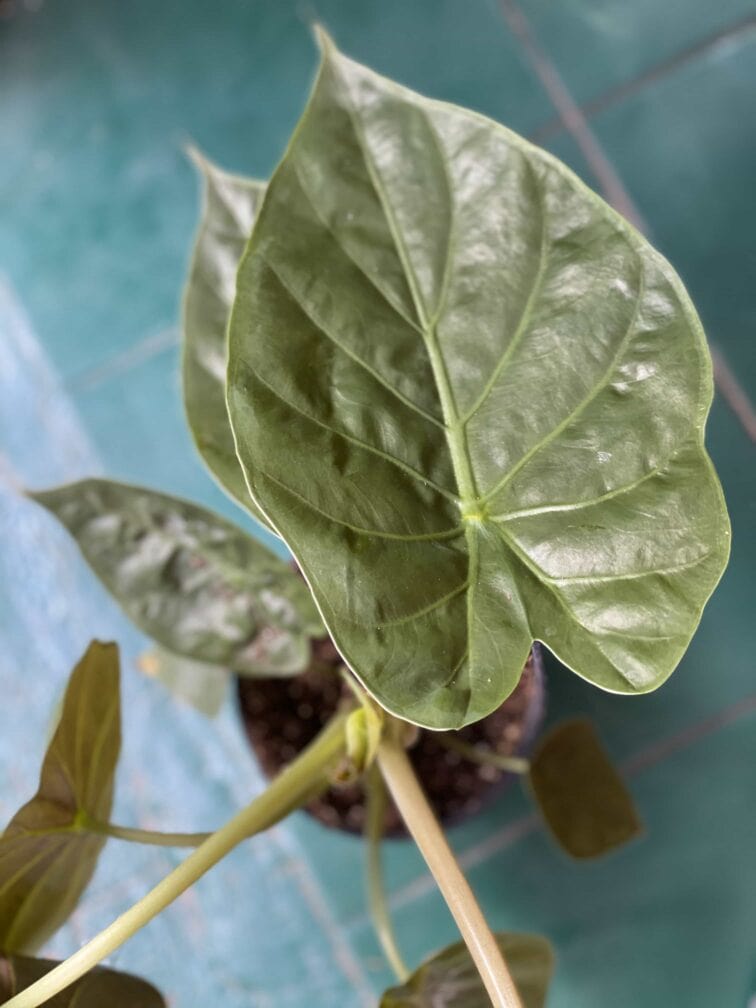 Zdjęcie rośliny Alocasia Venti ujęcie 2