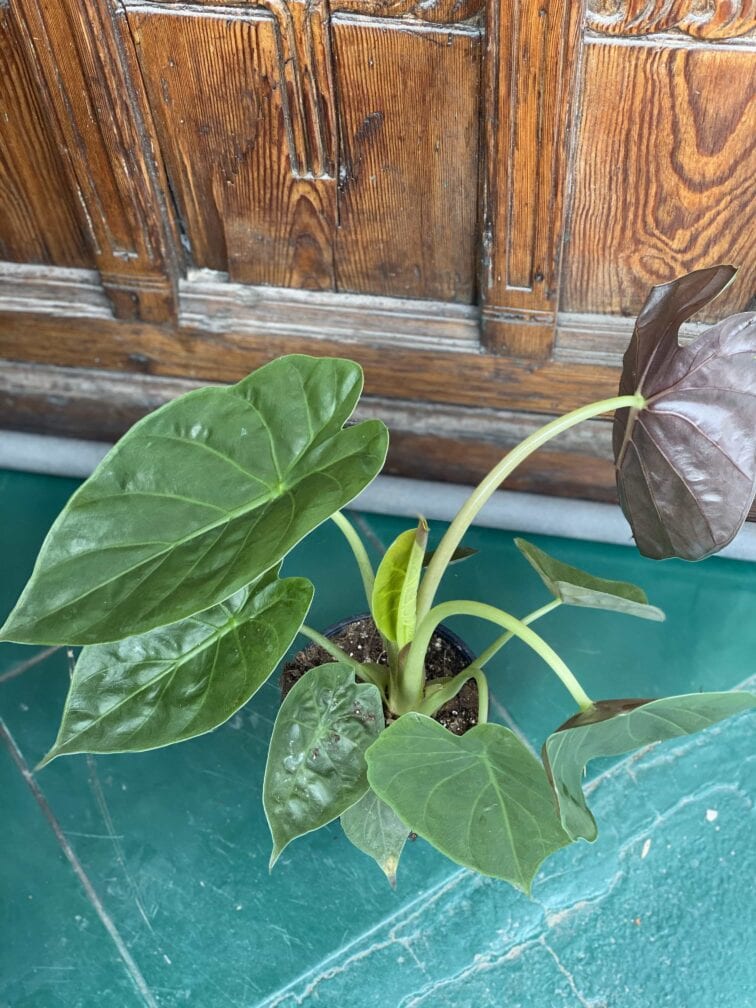 Zdjęcie rośliny Alocasia Venti ujęcie 3