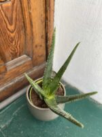 Zdjęcie rośliny Aloe Vera (Aloes) ujęcie 3