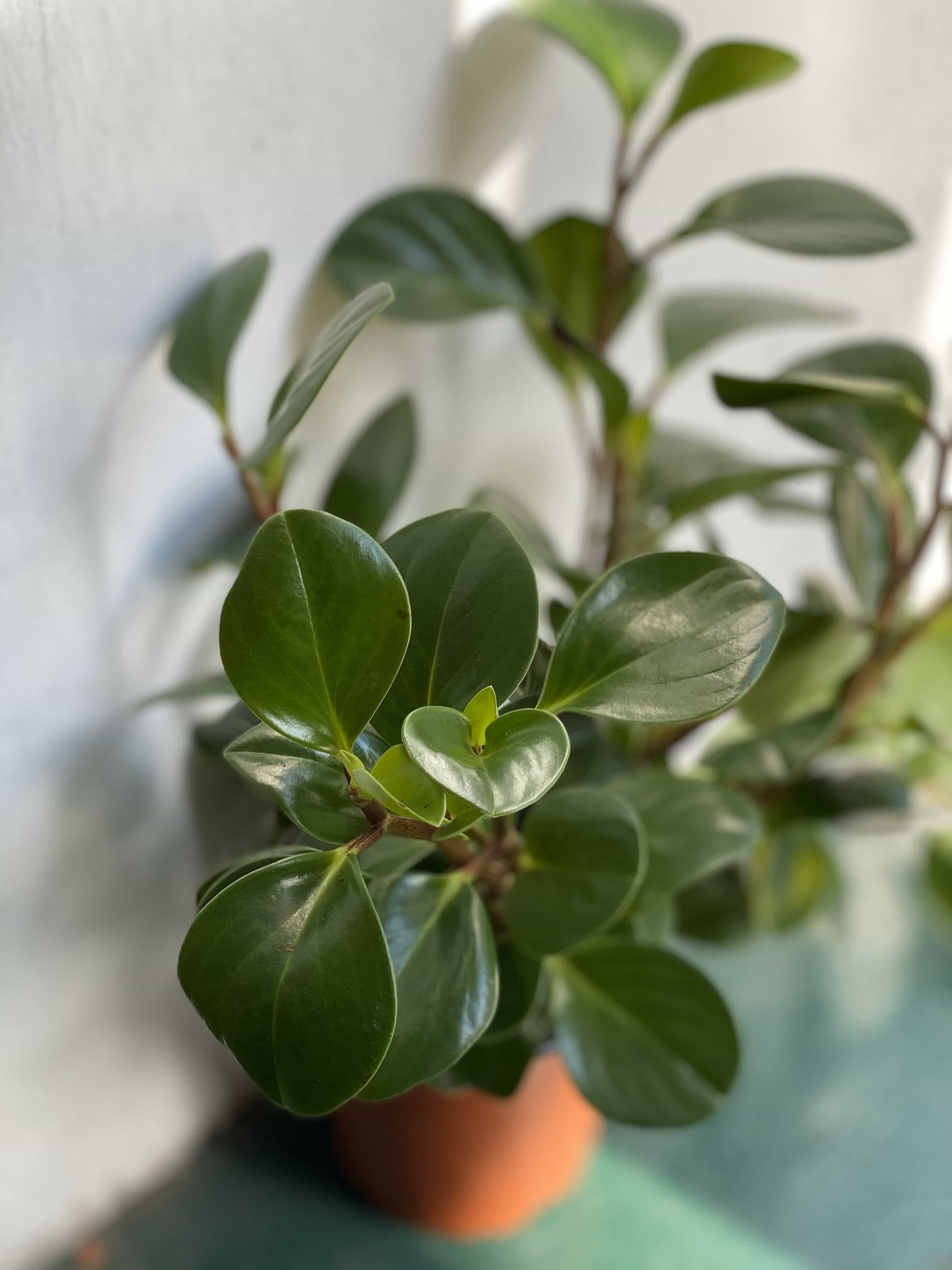 Peperomia Obtusifolia - Jungle Boogie