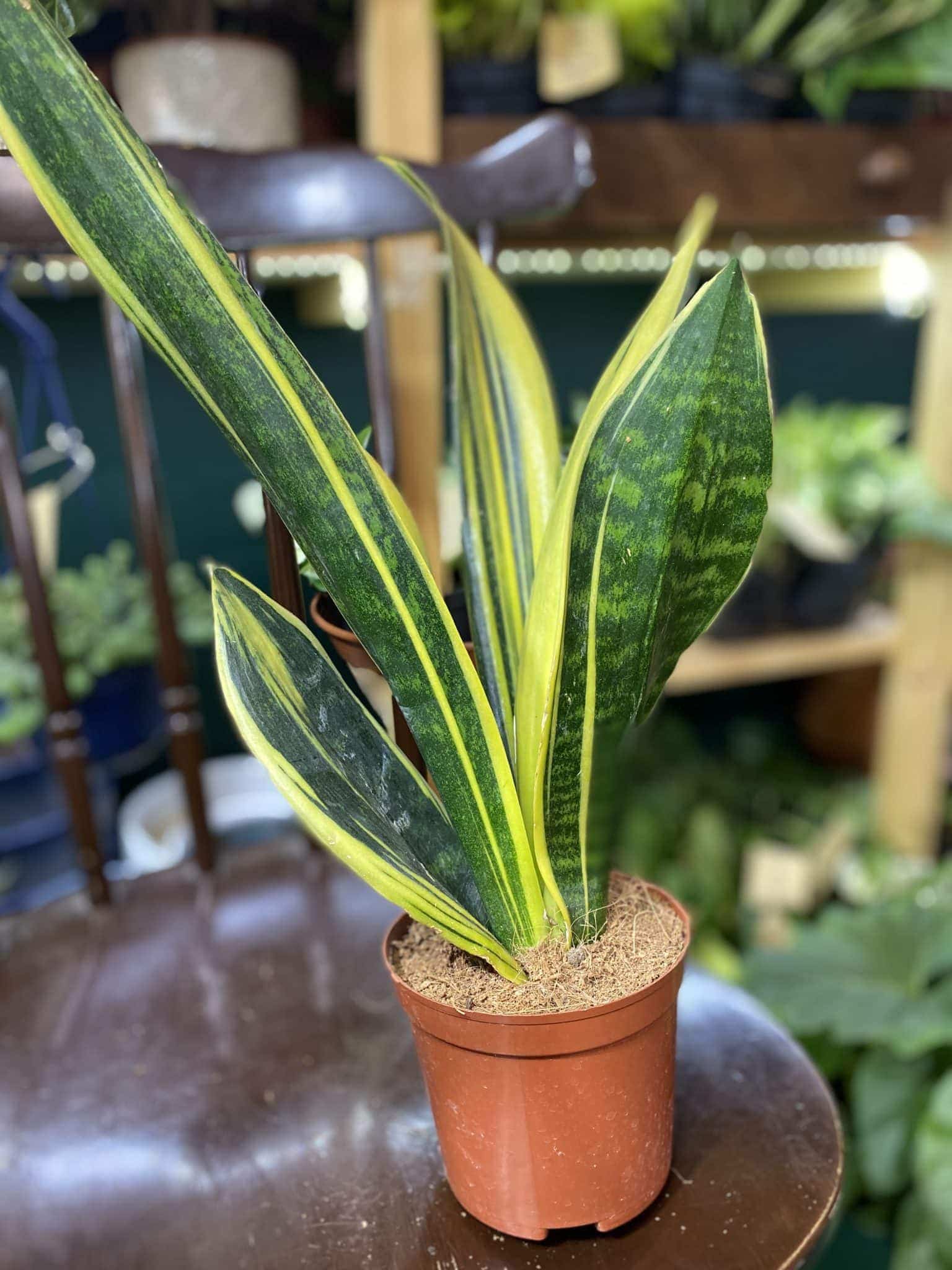 3. Black And Golden Flame: An Exotic Sansevieria