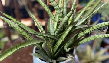 Zdjęcie rośliny Sansevieria Kirkii Friends ujęcie 1