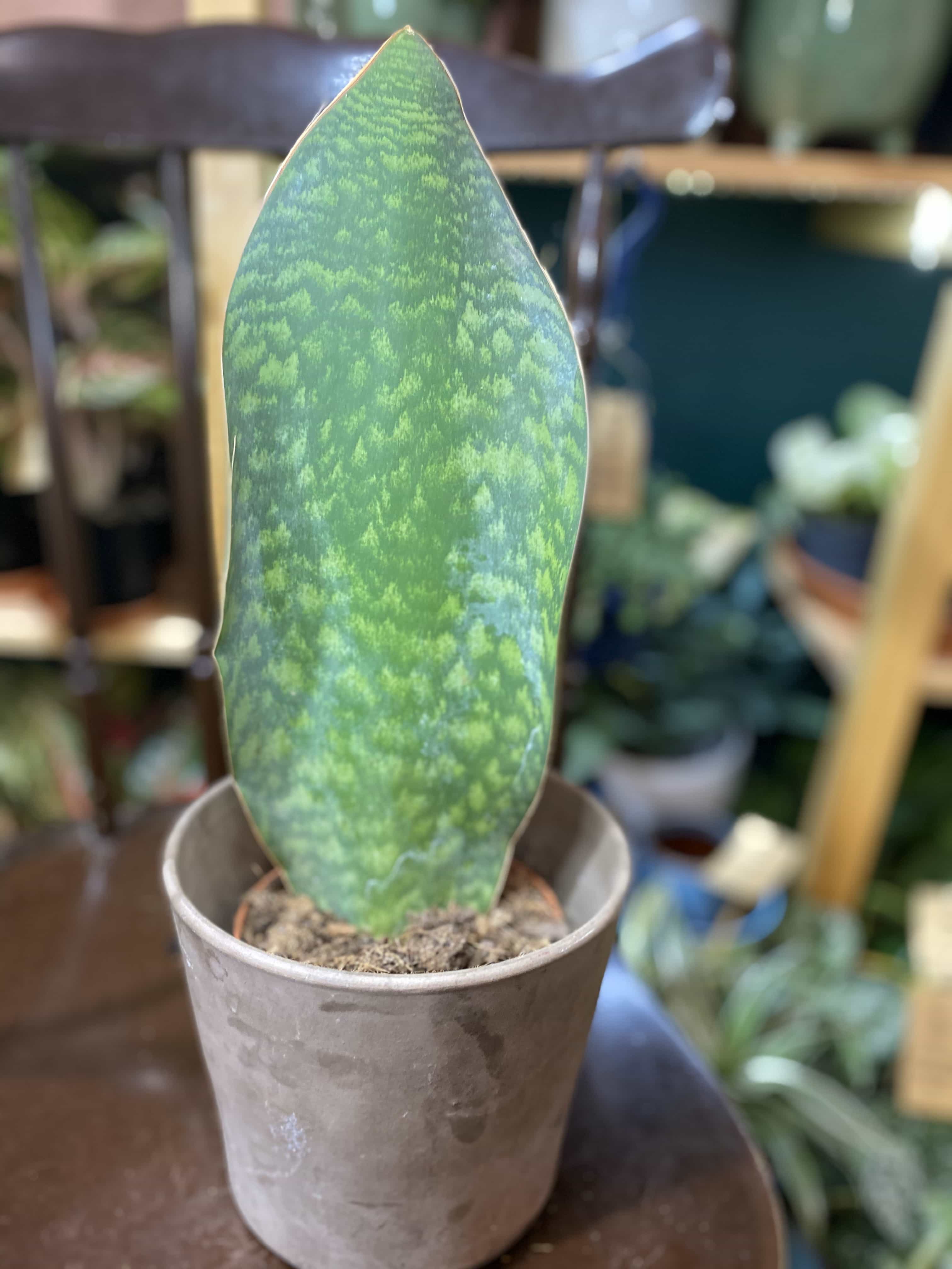 Sansevieria Masoniana