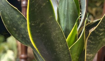 Zdjęcie rośliny Sansevieria Trifasciata Robusta ujęcie 1