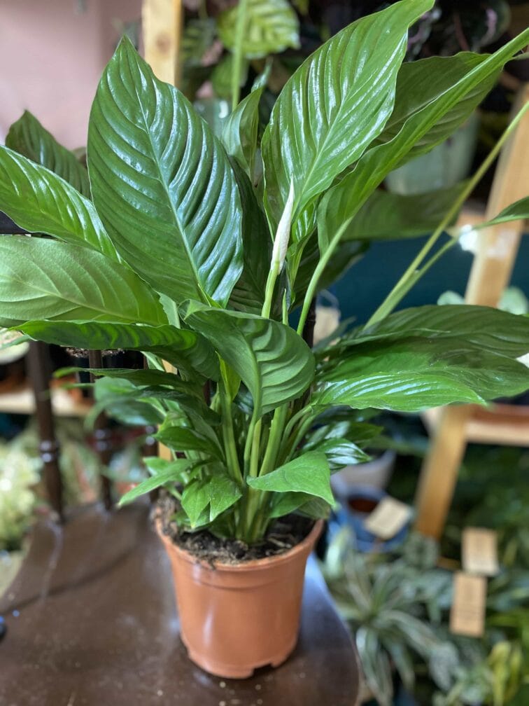 Zdjęcie rośliny Spathiphyllum (Skrzydłokwiat) ujęcie 3