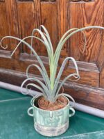 Zdjęcie rośliny Tillandsia Curly Slim (Oplątwa) ujęcie 1