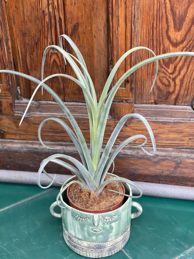 Zdjęcie rośliny Tillandsia Curly Slim (Oplątwa) ujęcie 2