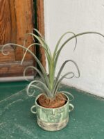 Zdjęcie rośliny Tillandsia Curly Slim (Oplątwa) ujęcie 3