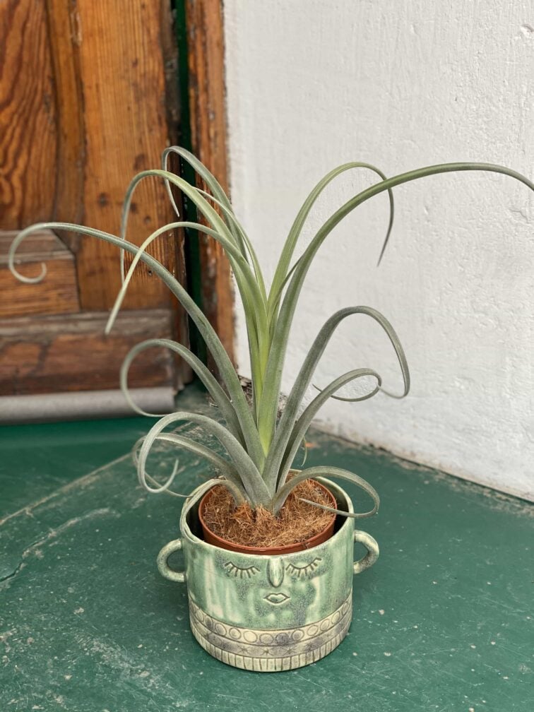 Zdjęcie rośliny Tillandsia Curly Slim (Oplątwa) ujęcie 3