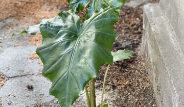 Zdjęcie Alocasia Portadora w kategorii rośliny, ujęcie 1