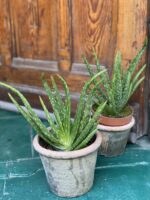 Zdjęcie Aloe Vera (Aloes) w kategorii rośliny, ujęcie 1