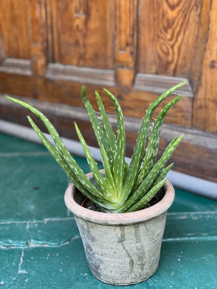 Zdjęcie Aloe Vera (Aloes) w kategorii rośliny, ujęcie 2