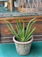 Zdjęcie Aloe Vera (Aloes) w kategorii rośliny, ujęcie 3