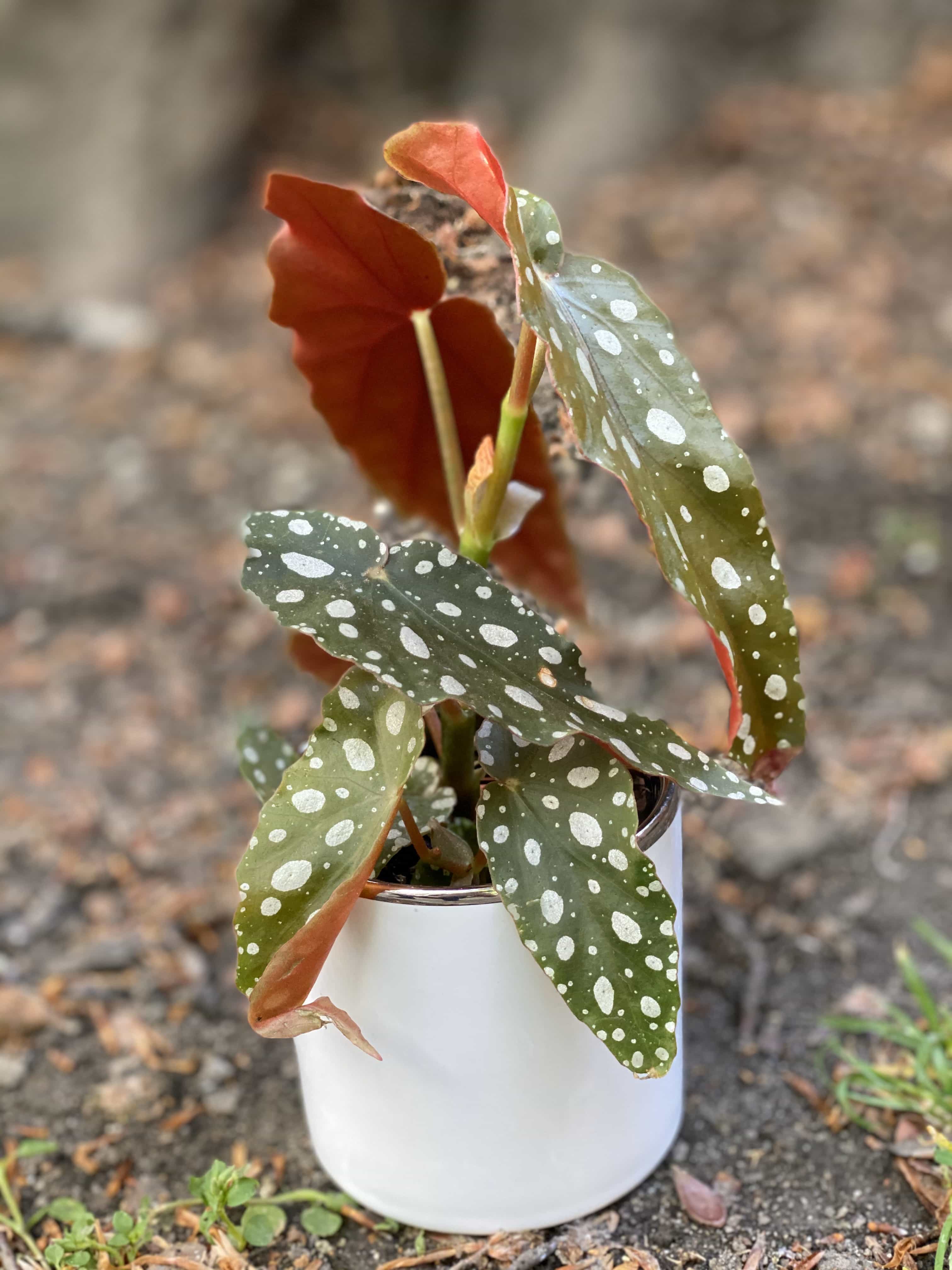 begonia-maculata-jungle-boogie