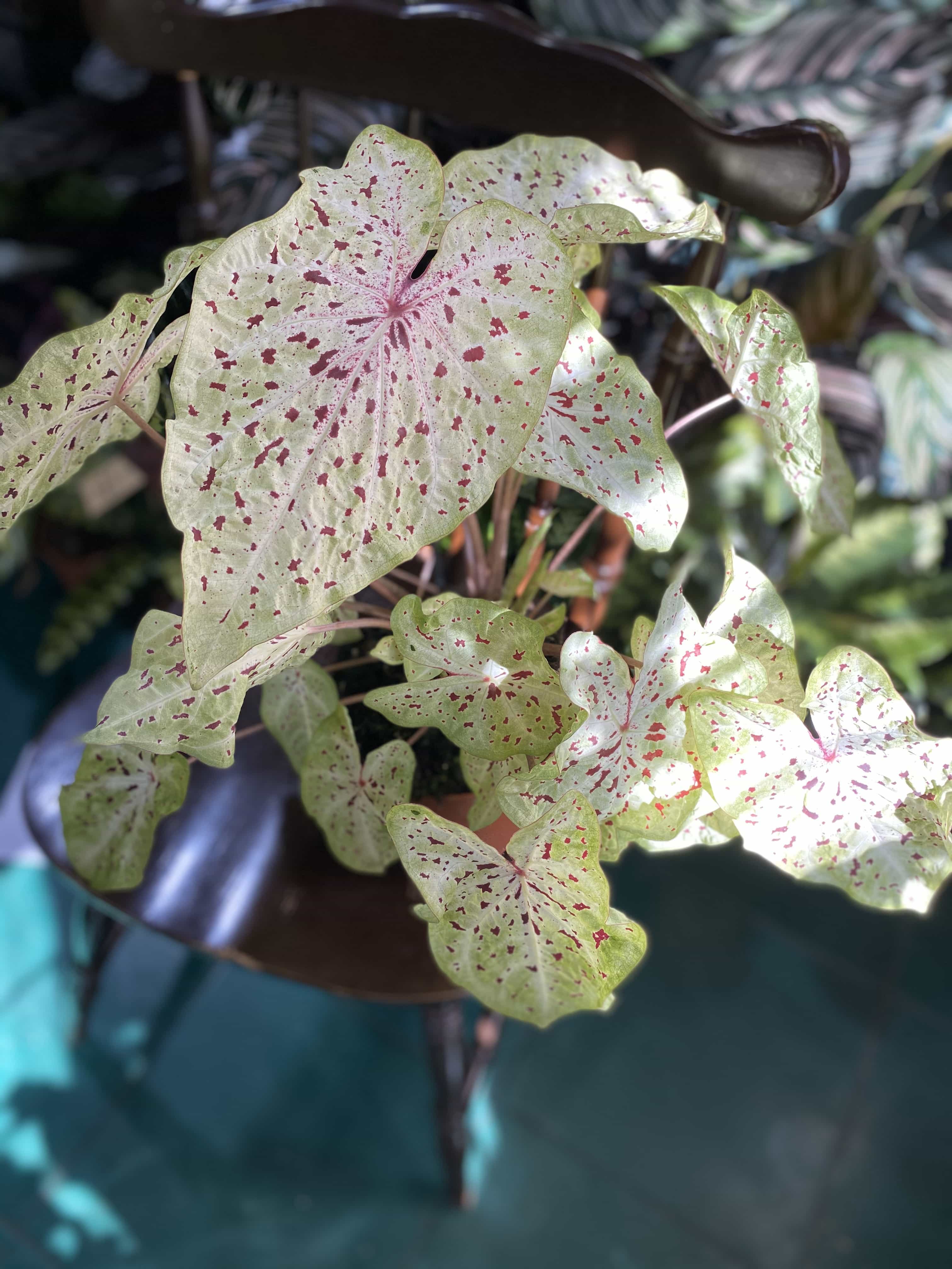 Caladium Miss Muffet - Jungle Boogie