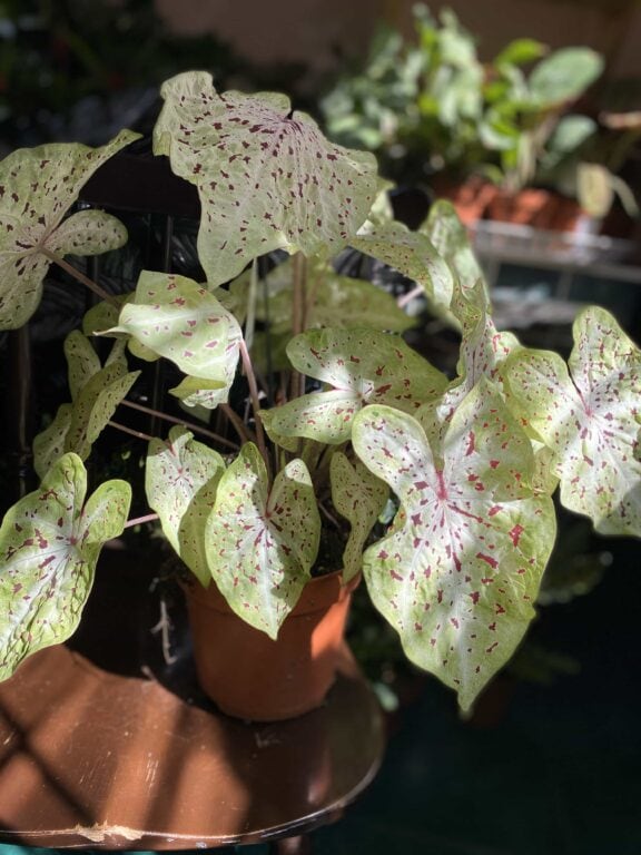 Caladium Miss Muffet - Jungle Boogie