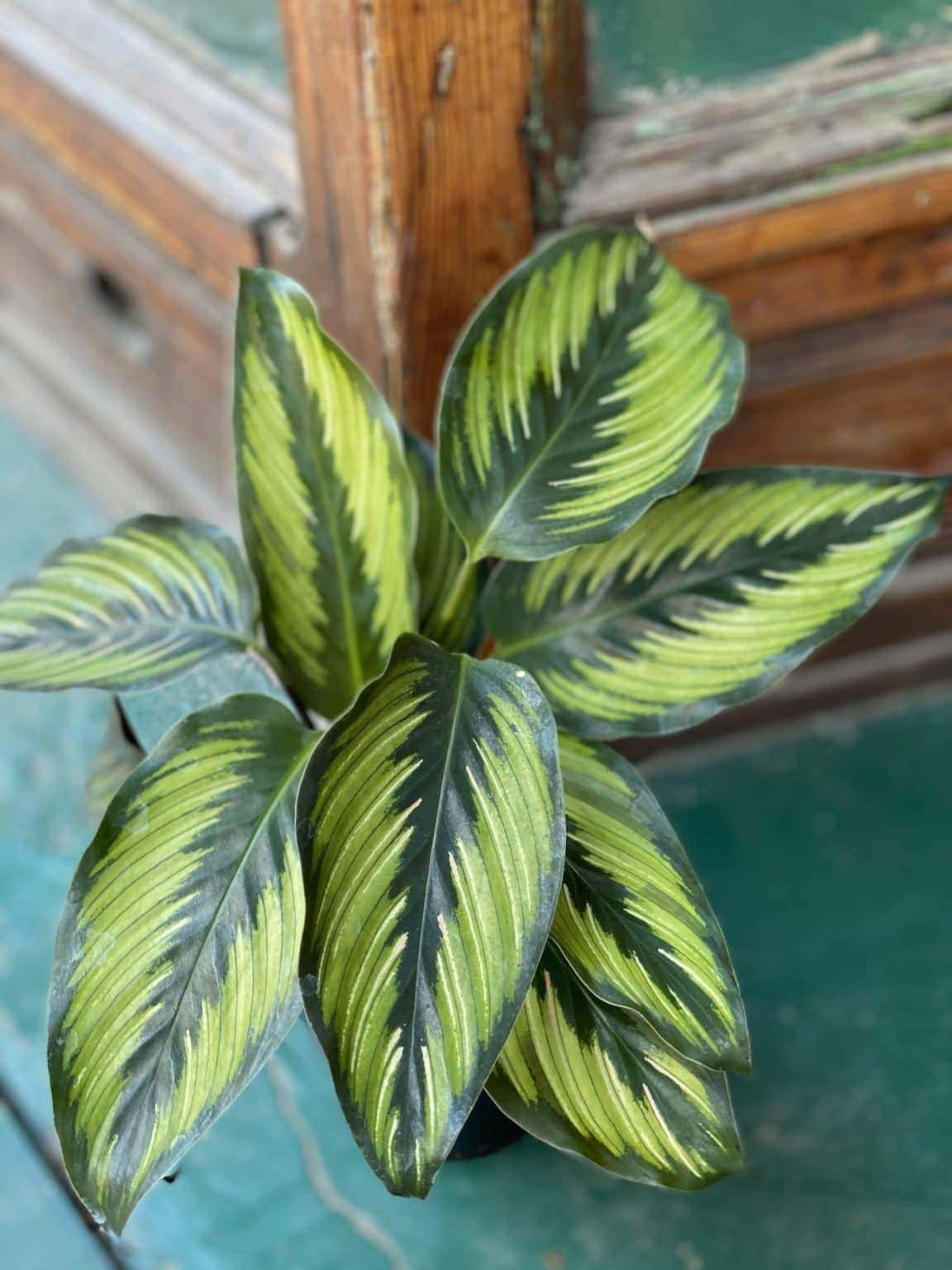 4. Calathea Beauty Star: A Striking Statement Plant That’s Easy To Care For