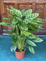 Zdjęcie Calathea Leopardina w kategorii rośliny, ujęcie 1