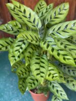 Zdjęcie Calathea Leopardina w kategorii rośliny, ujęcie 2