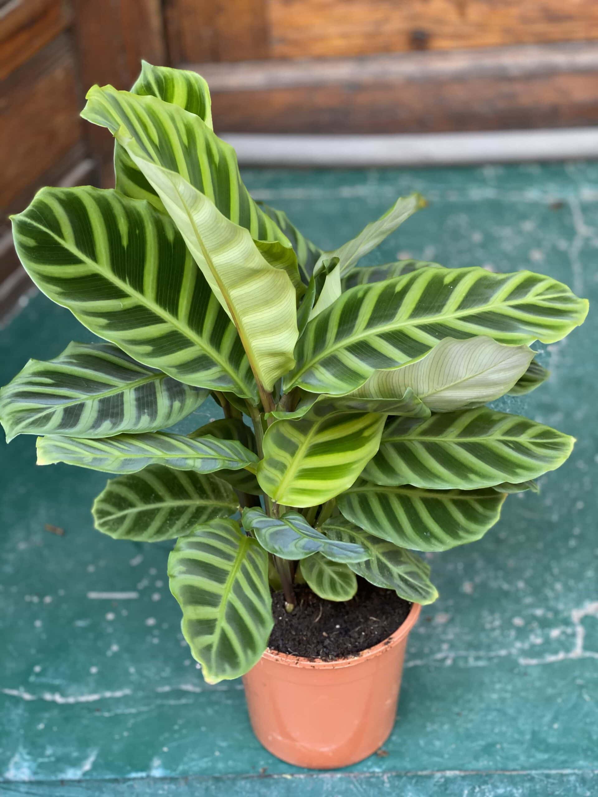 calathea