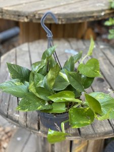 Zdjęcie Epipremnum Aureum (Epipremnum Złociste) w kategorii rośliny, ujęcie 1