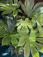 Zdjęcie Fatsia Variegata w kategorii rośliny, ujęcie 1