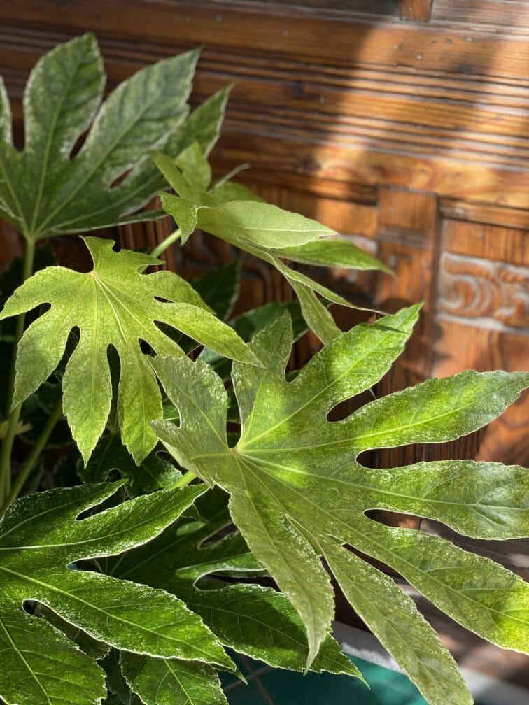 Zdjęcie Fatsia Variegata w kategorii rośliny, ujęcie 3