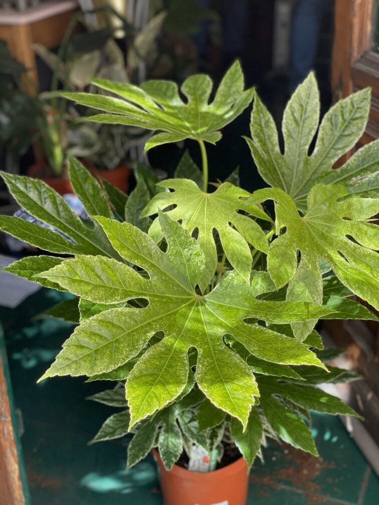 Zdjęcie Fatsia Variegata w kategorii rośliny, ujęcie 4