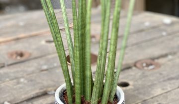 Zdjęcie Sansevieria Cylindrica w kategorii rośliny, ujęcie 1