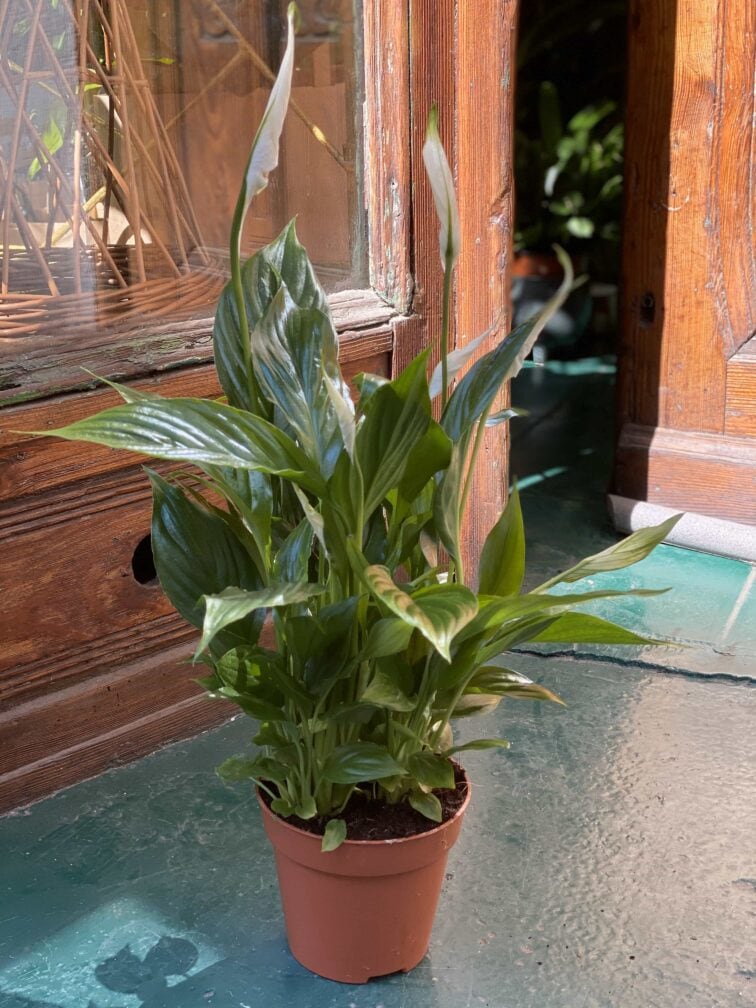 Zdjęcie Spathiphyllum (Skrzydłokwiat) w kategorii rośliny, ujęcie 1