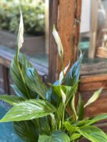 Zdjęcie Spathiphyllum (Skrzydłokwiat) w kategorii rośliny, ujęcie 2