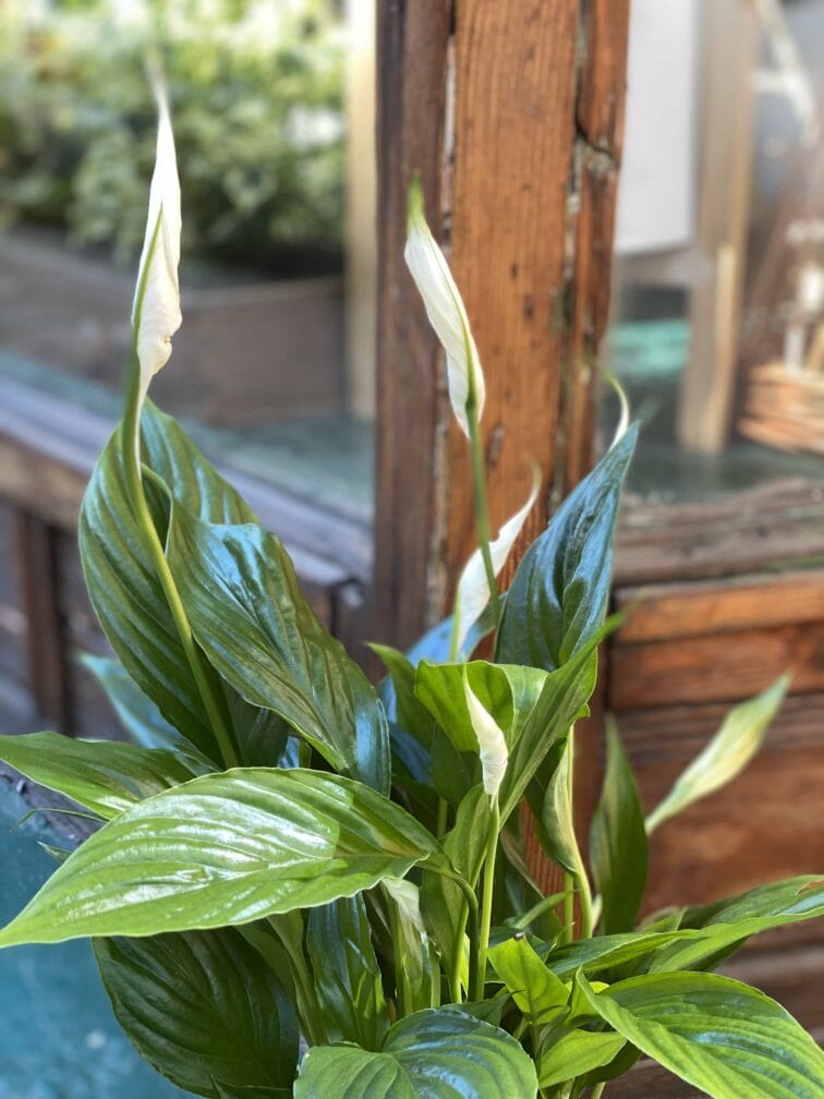 Zdjęcie Spathiphyllum (Skrzydłokwiat) w kategorii rośliny, ujęcie 2