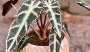 Zdjęcie Alocasia Bambino Arrow w kategorii rośliny, ujęcie 1