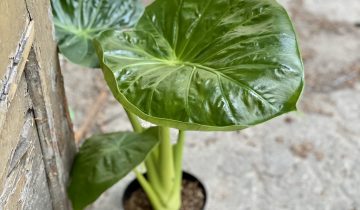 Zdjęcie Alocasia Calidora w kategorii rośliny, ujęcie 1