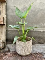 Zdjęcie Alocasia cucullata w kategorii rośliny, ujęcie 2