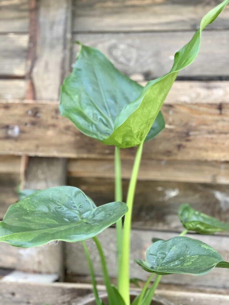 Zdjęcie Alocasia cucullata w kategorii rośliny, ujęcie 3