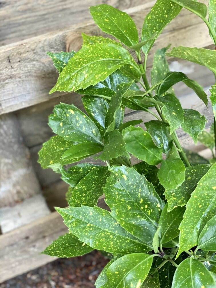 Zdjęcie Aucuba japonica variegata w kategorii rośliny, ujęcie 2