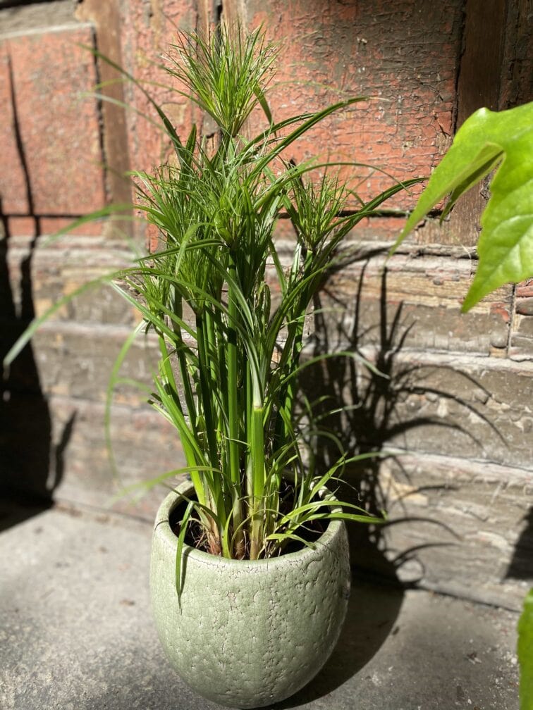 Zdjęcie Cyperus Haspqn (Papirus) w kategorii rośliny, ujęcie 3